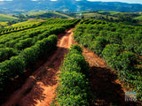 Fazenda Santa Cruz - BRAZIL