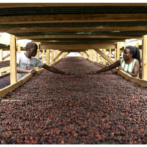 Passionfruit Sipi Tangwen - Uganda